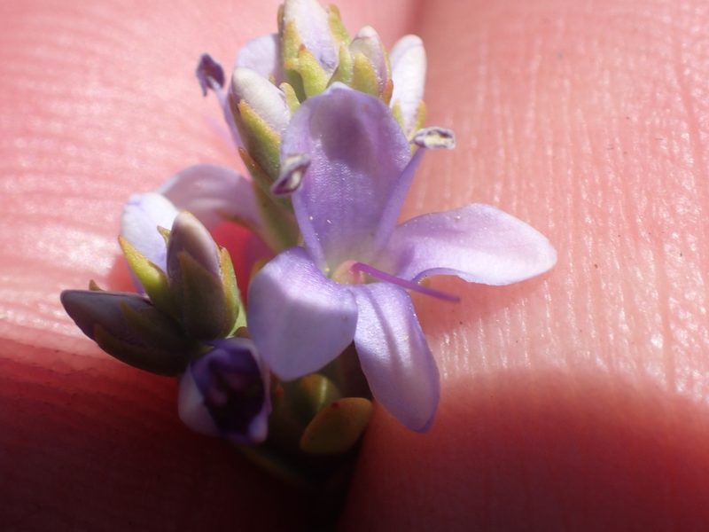 Veronica pimeleoides, photographed by Paul Bell-Butler