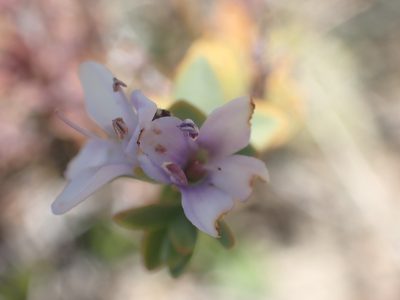 Veronica pimeleoides, photographed by Paul Bell-Butler