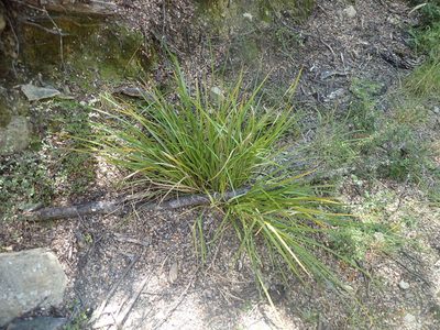 Carex goyenii, photographed by Paul Bell-Butler