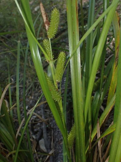 Carex goyenii, photographed by Paul Bell-Butler