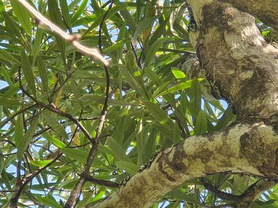 Pseudopanax crassifolius, photographed by Jaco Grundling