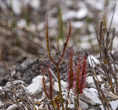 Drosera binata, photographed by Brendan Costello