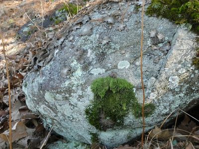 Lejeunea cavifolia, photographed by Michael J. Papay