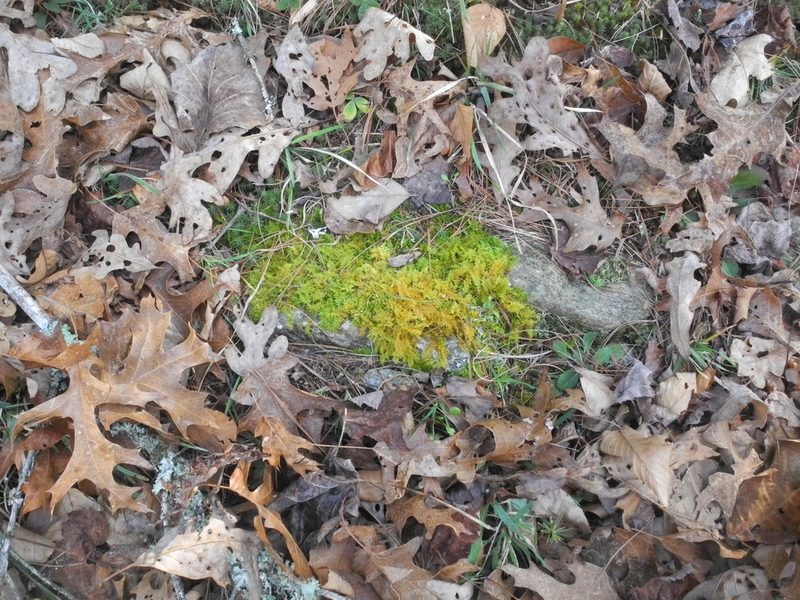 Thuidium recognitum, photographed by Michael J. Papay