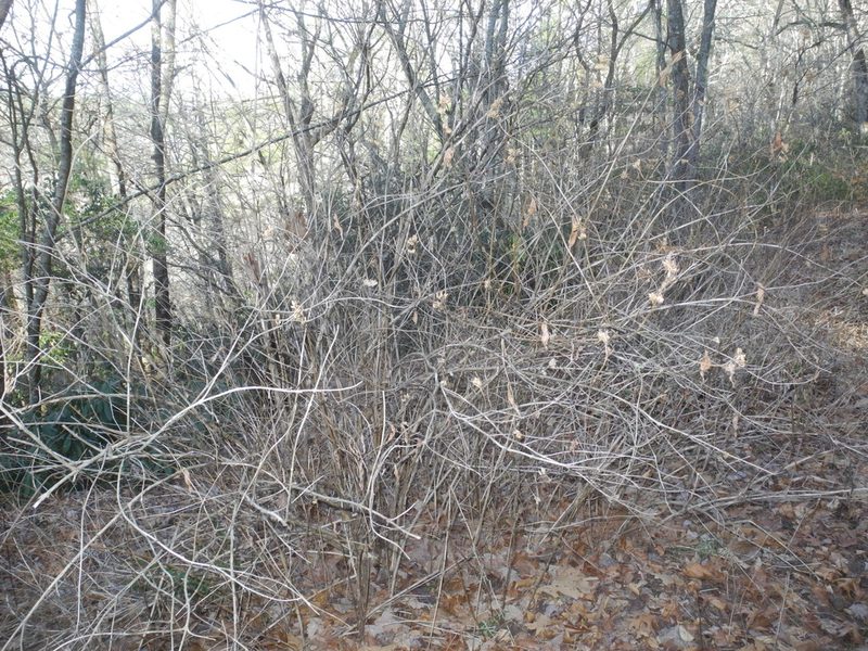 Diervilla sessilifolia, photographed by Michael J. Papay