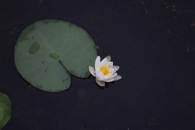 Nymphaea candida, photographed by Николай Гнездилов