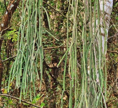Rhipsalis floccosa, photographed by Hugo Hulsberg