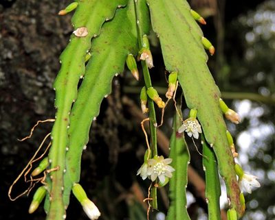 Lepismium lorentzianum, photographed by Hugo Hulsberg