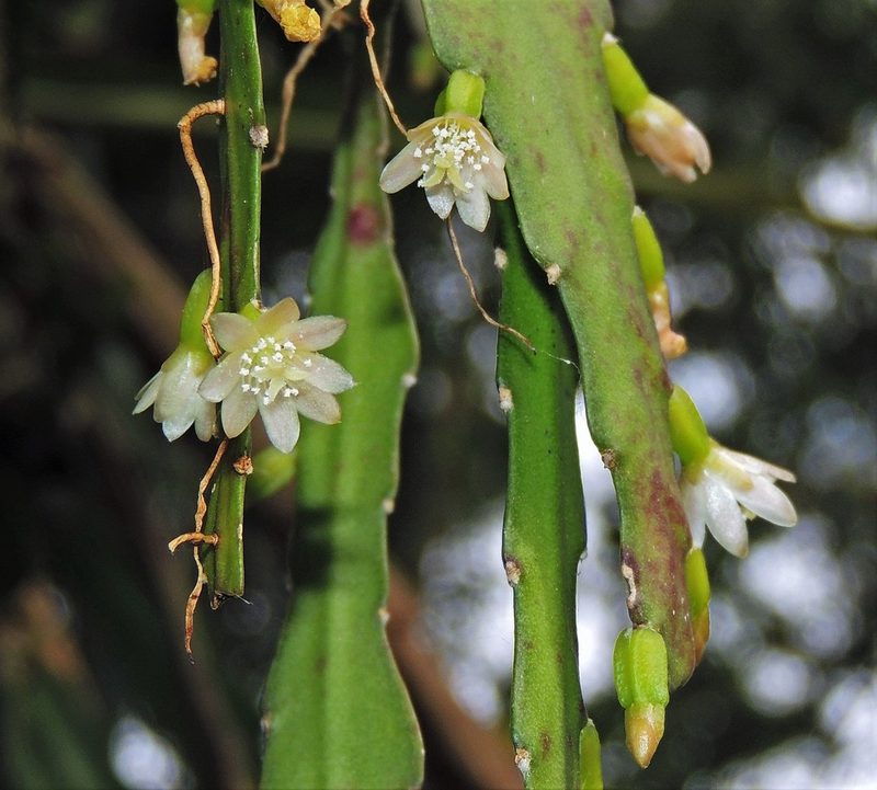 Lepismium lorentzianum, photographed by Hugo Hulsberg