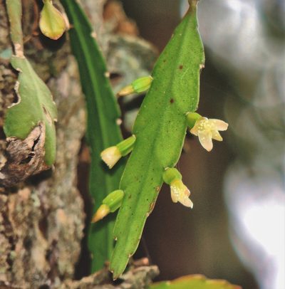 Lepismium lorentzianum, photographed by Hugo Hulsberg