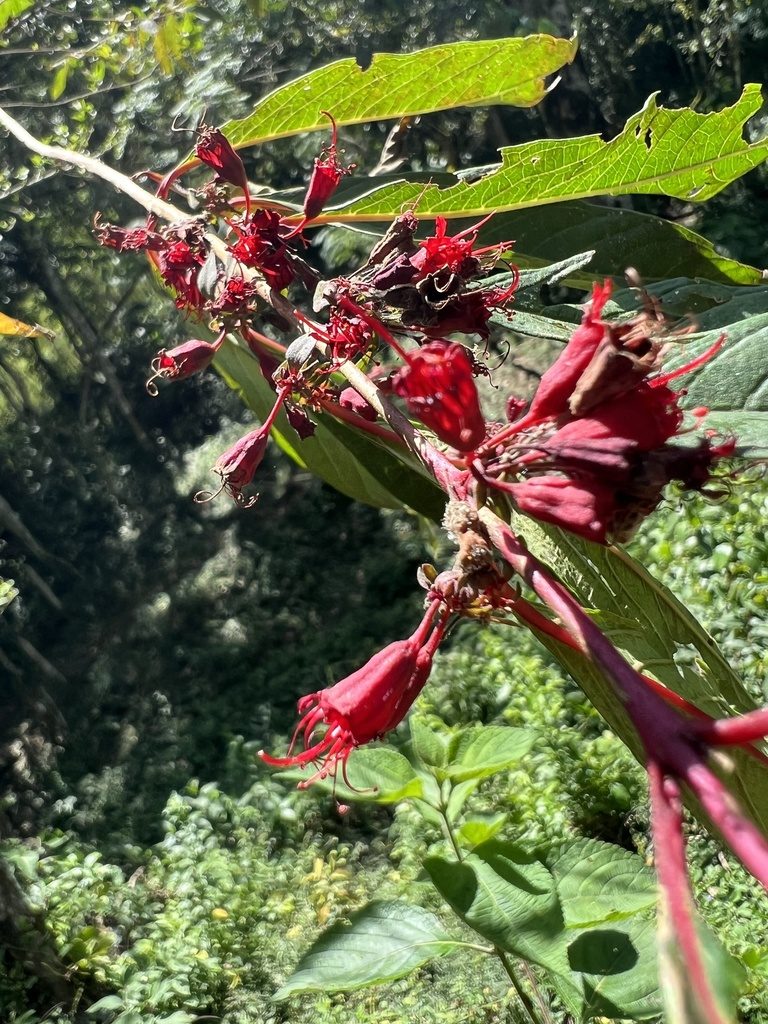 Pehria compacta, photographed by Nicolás Baresch Uribe