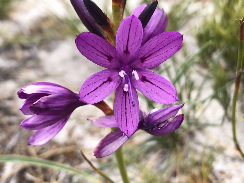 Thereianthus bracteolatus, photographed by djsc0