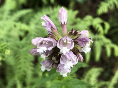 Cedronella canariensis, photographed by djsc0