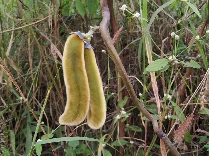 Mucuna pruriens, photographed by Firos AK