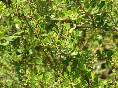 Searsia crenata, photographed by Shaun Swanepoel