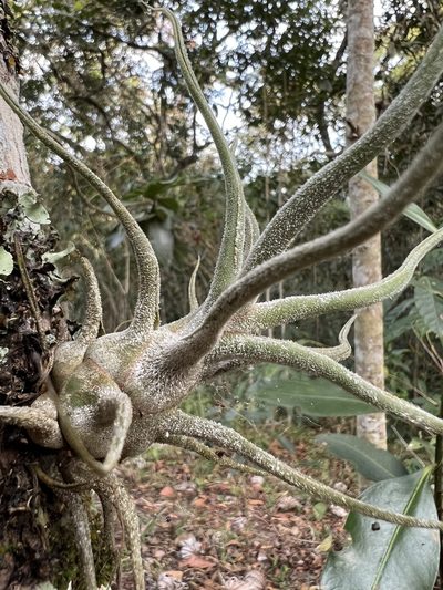 Tillandsia pruinosa, photographed by Nicolás Baresch Uribe