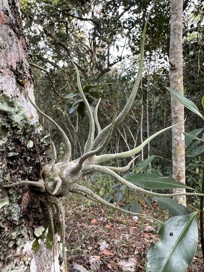 Tillandsia pruinosa, photographed by Nicolás Baresch Uribe