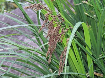 Carex fecunda, photographed by Hugo Hulsberg