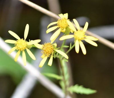 Senecio eremophilus, photographed by Eric Lamb