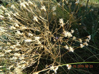 Klasea erucifolia, photographed by Galyna Mykytynets