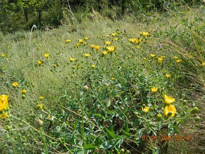 Hieracium virosum, photographed by Galyna Mykytynets