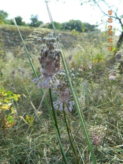 Allium paniculatum, photographed by Galyna Mykytynets