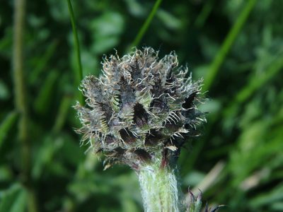 Centaurea debeauxii, photographed by Daniel Cahen