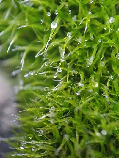 Grimmia trichophylla, photographed by Jonathan Hughes