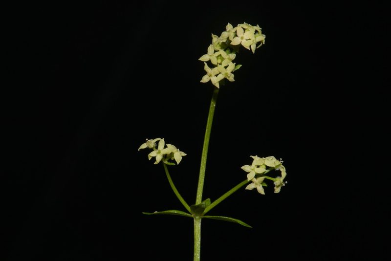 Trichogalium oreganum, photographed by Brian Finzel