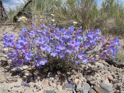 Penstemon pumilus, photographed by Matt Lavin