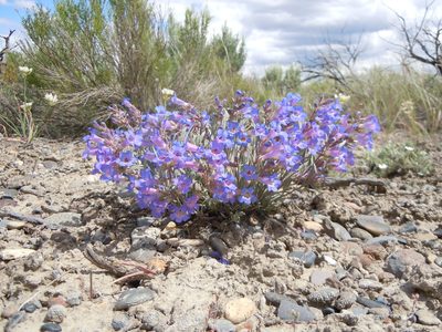 Penstemon pumilus, photographed by Matt Lavin