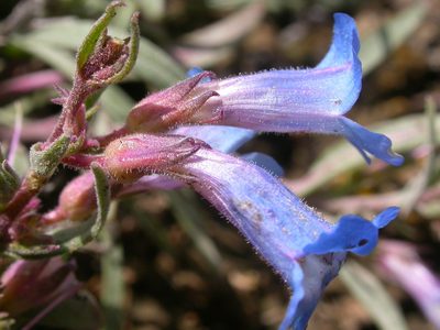 Penstemon pumilus, photographed by Matt Lavin