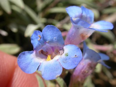 Penstemon pumilus, photographed by Matt Lavin
