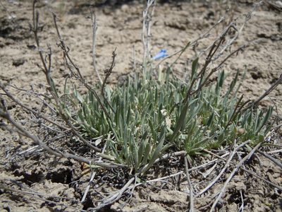 Penstemon pumilus, photographed by Matt Lavin