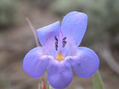 Penstemon pumilus, photographed by Matt Lavin