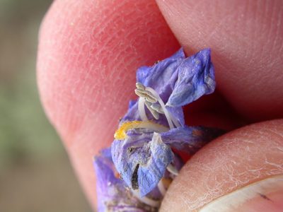 Penstemon pumilus, photographed by Matt Lavin