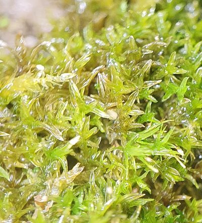 Geheebia tophacea, photographed by Jonathan Hughes