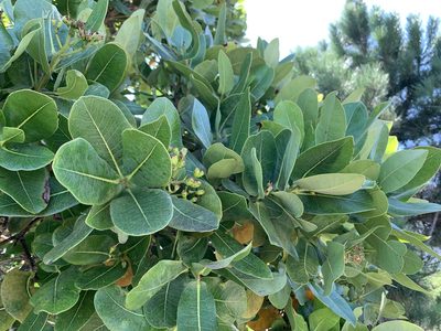 Syzygium cordatum, photographed by Dave Richardson