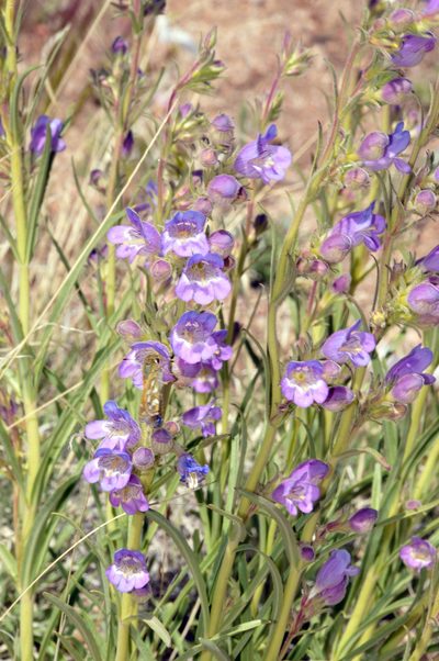 Penstemon ophianthus, photographed by Tom Kennedy