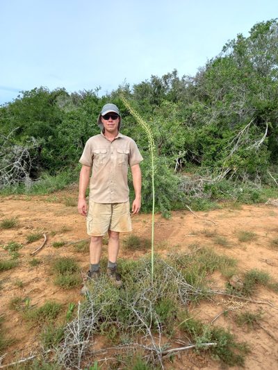 Urginavia altissima, photographed by Christiaan Viljoen