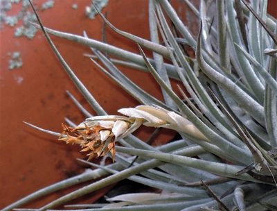Tillandsia ixioides, photographed by Hugo Hulsberg