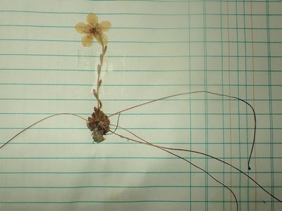 Saxifraga flagellaris, photographed by Louis Imbeau