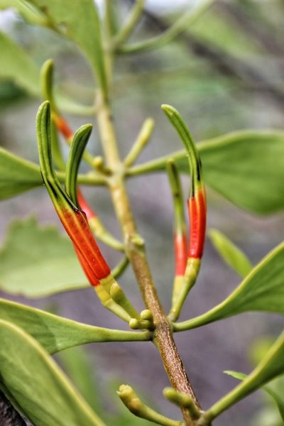 Lysiana spathulata, photographed by Michael Somerville