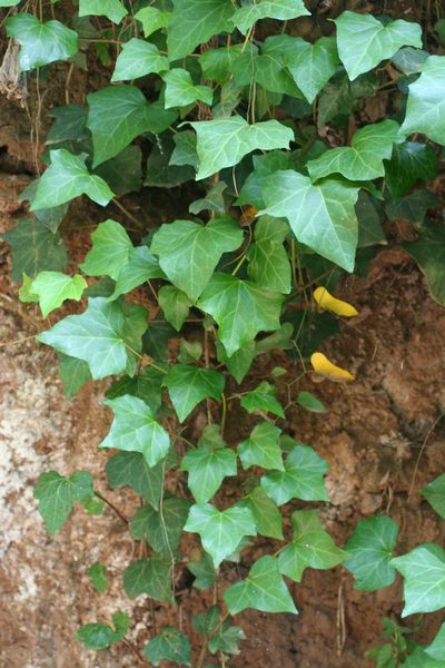 Hedera maroccana, photographed by Oleg Kosterin
