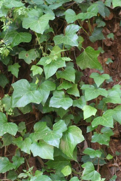 Hedera maroccana, photographed by Oleg Kosterin