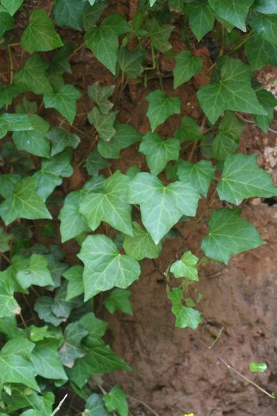 Hedera maroccana, photographed by Oleg Kosterin