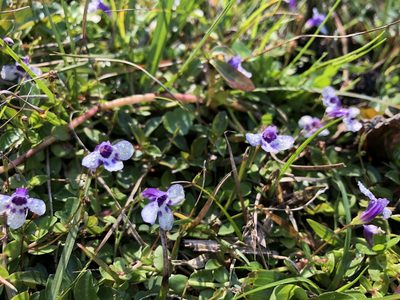 Lindernia grandiflora, photographed by Bethany Teigen