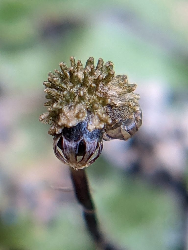 Asterella echinella, photographed by Eric Knight