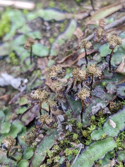 Asterella echinella, photographed by Eric Knight