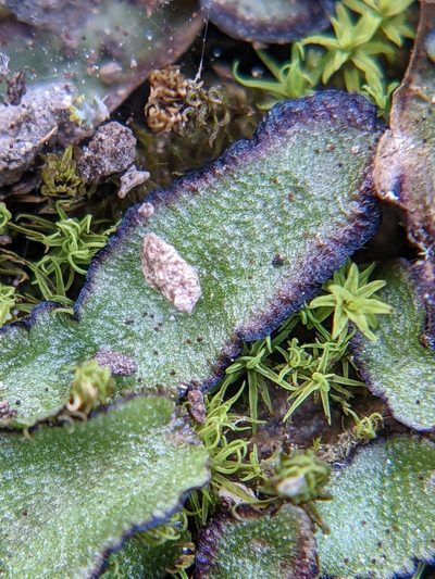 Asterella echinella, photographed by Eric Knight